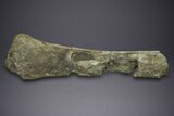 Fossil Sauropod (Camarasaurus) Ulna with Metal Stand - Colorado #350494-6